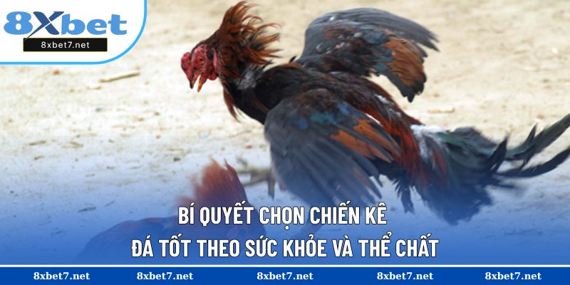 Kinh nghiệm lựa chọn chiến kê theo sức khỏe, thể chất