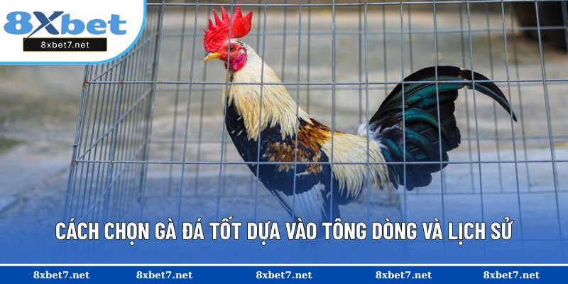 Bí quyết chọn gà đá tốt theo nòi giống
