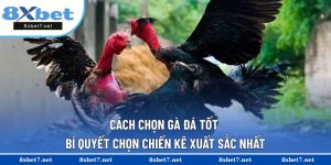 Cách chọn gà đá tốt