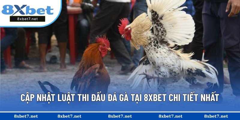 Chia sẻ luật đá gà chuẩn xác tại 8XBET