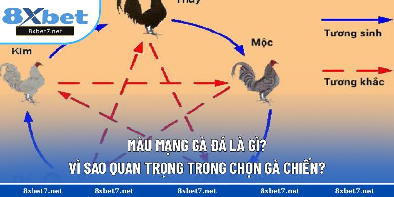 Màu mạng gà đá thể hiện ngũ hành tương ứng với chiến kê đó