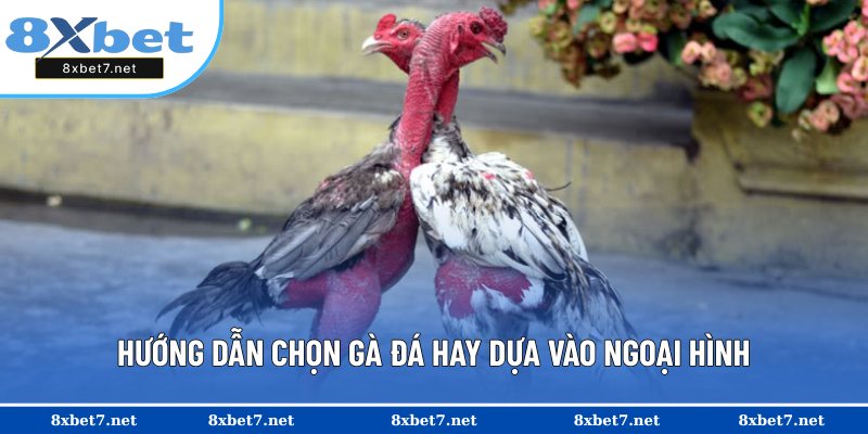 Cách chọn gà đá tốt dựa vào ngoại hình