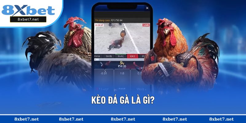 Giới thiệu chung về kèo đá gà