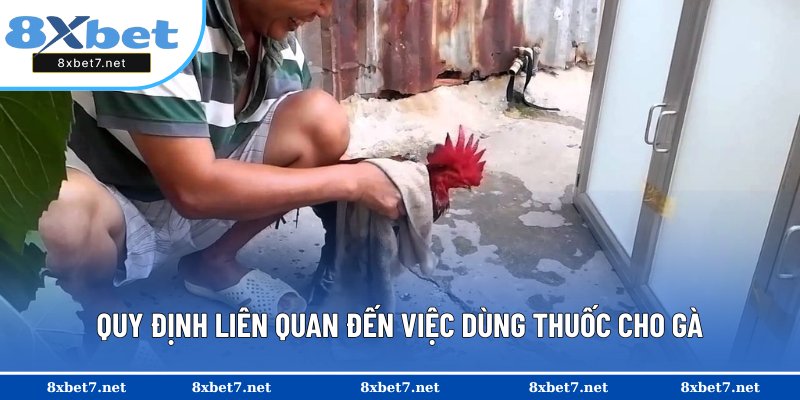 Luật về việc sử dụng thuốc cho gà đá